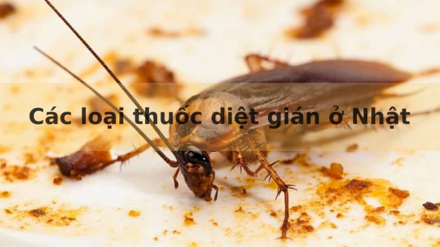 Các loại thuốc diệt gián ở Nhật
