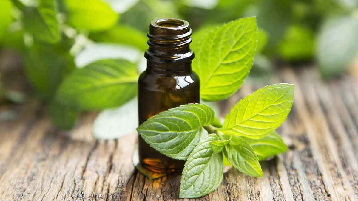 Hình minh họa: Các loại thuốc diệt gián ở Nhật