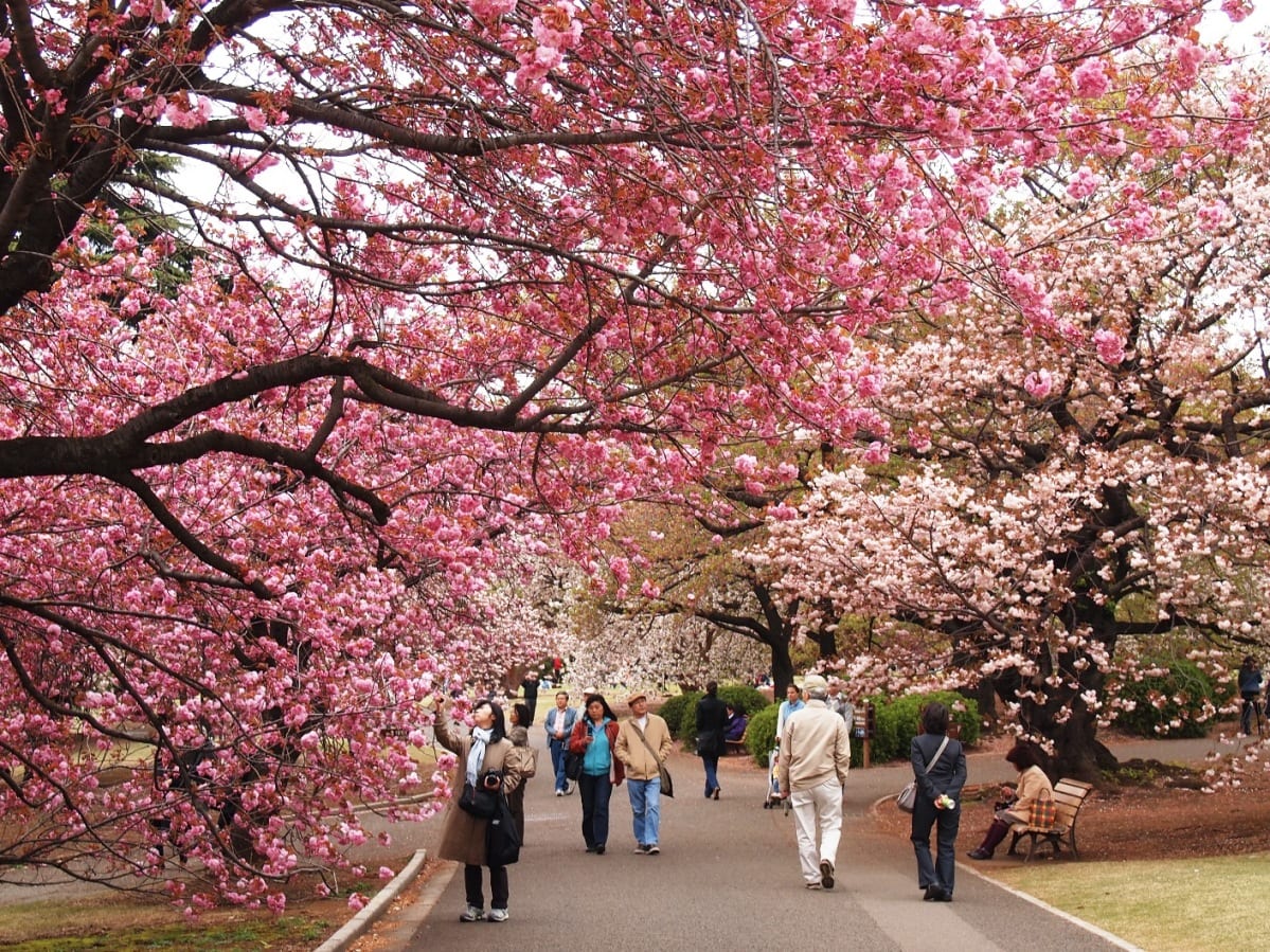 Hình minh họa: 10 trải nghiệm bạn nên thử ở Tokyo